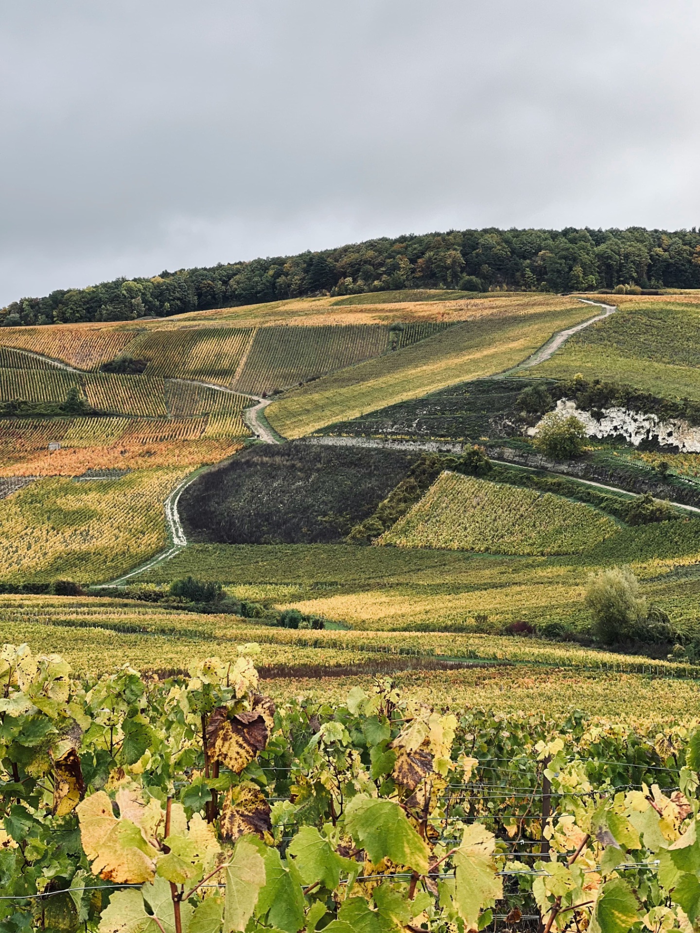 Vignobles en terrasses, collines verdoyantes et route sinueuse serpentant entre les champs sous un ciel gris.