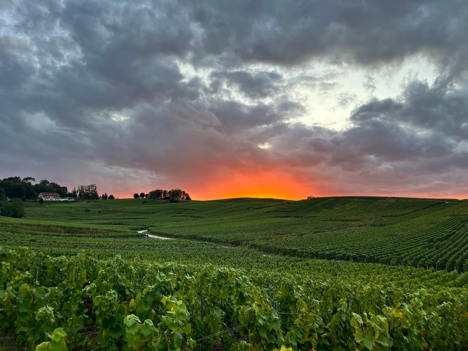 Vignoble verdoyant en pente sous un ciel orageux, l’horizon embrasé de l’aube rougeoyant.