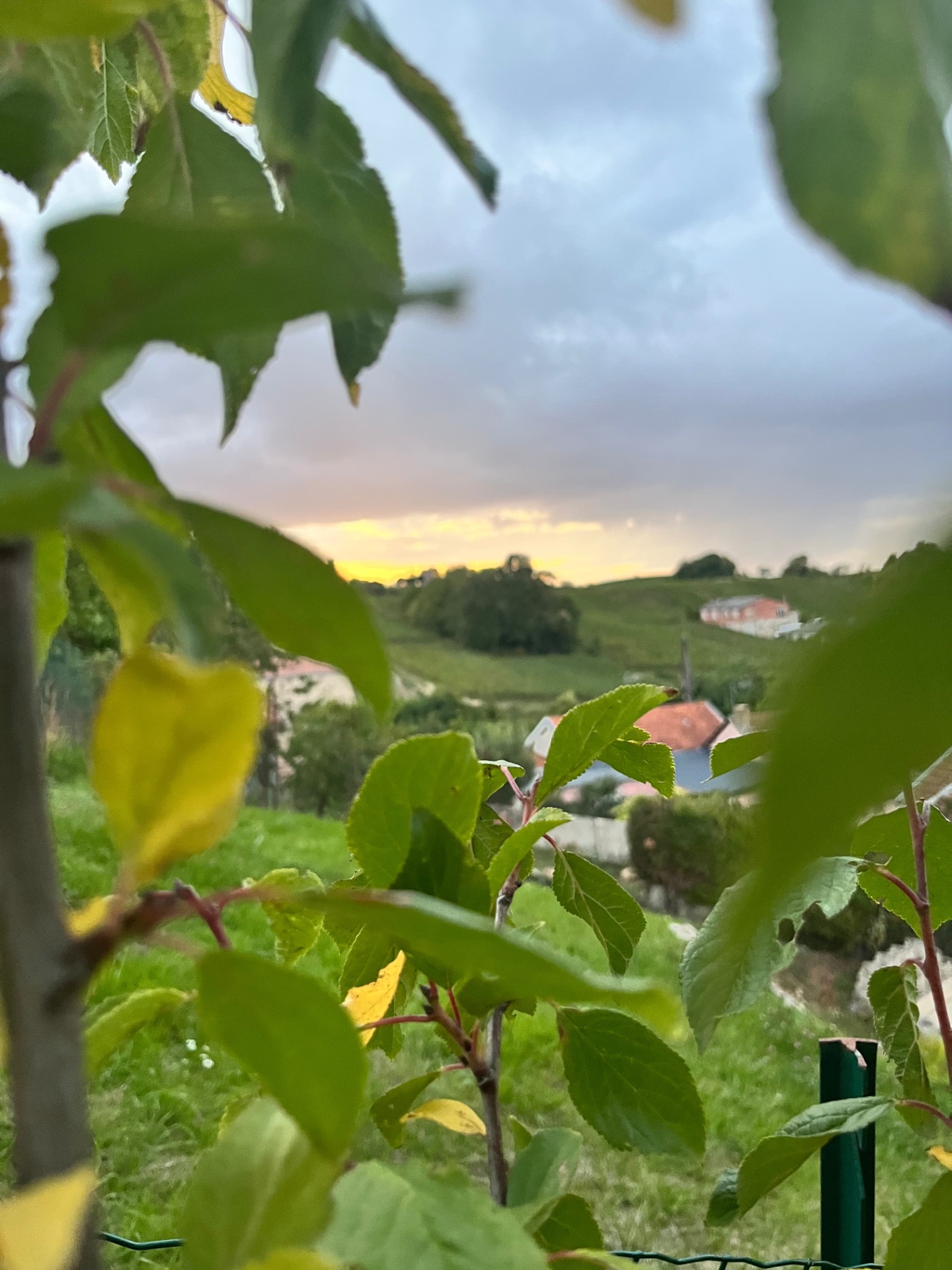 Feuilles vertes au premier plan, paysage de campagne au coucher du soleil, maisons et collines au loin.