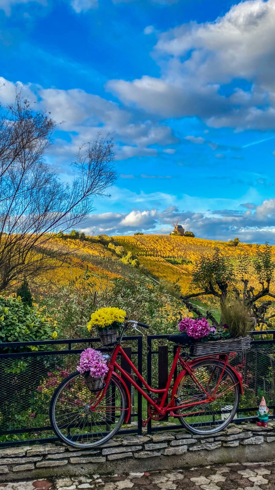 Vélo rouge décoré de fleurs sur une clôture, collines de vignes jaunes sous un ciel bleu nuageux.