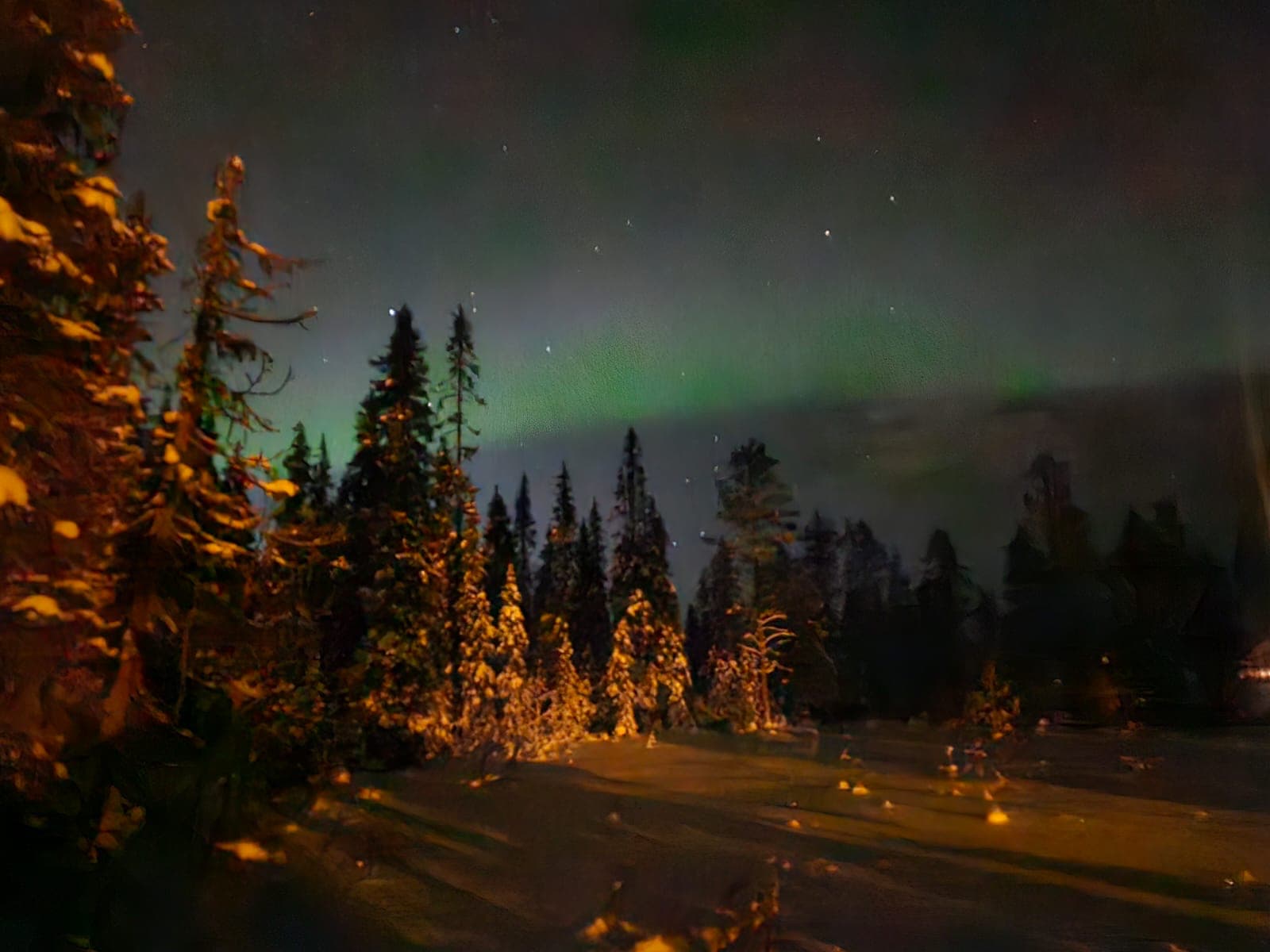 Forêt de sapins au crépuscule, ciel vert et étoiles, route bordée de feuilles, ambiance brumeuse.