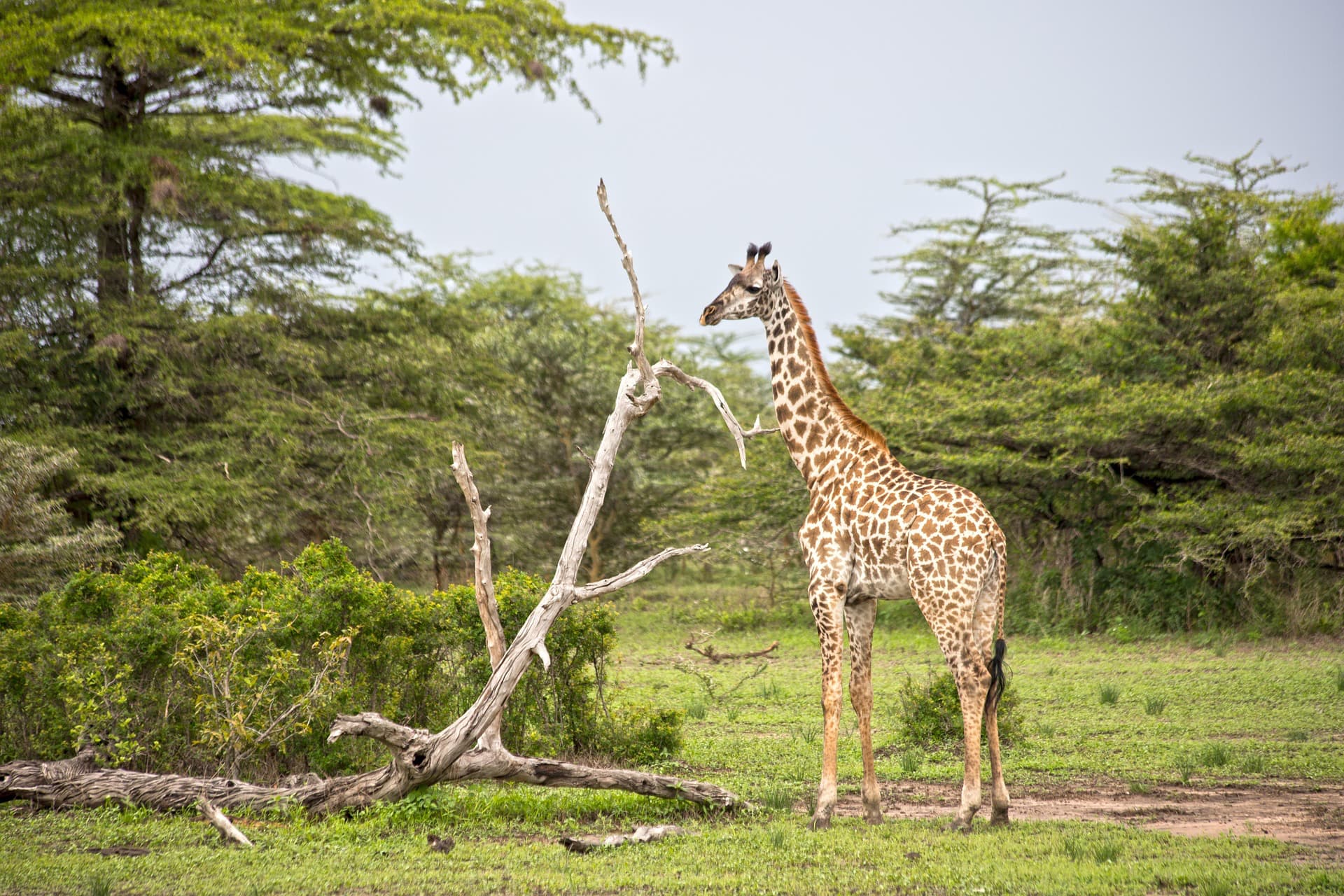 Girafe tachetée debout dans la savane, près d’un tronc d’arbre mort, sous un ciel clair.