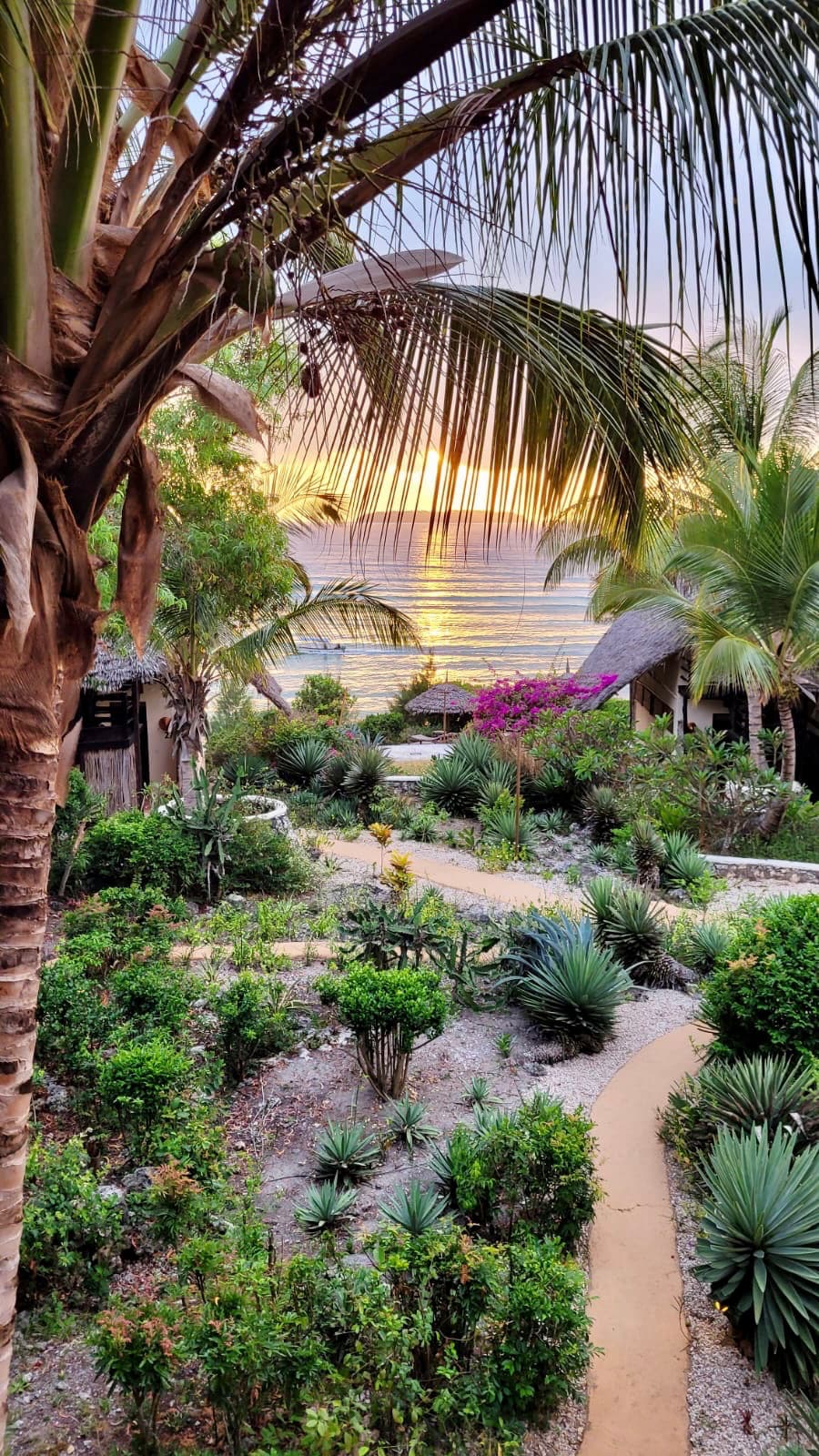 Allée sinueuse dans un jardin tropical, palmiers, plantes succulentes et huttes au coucher du soleil.